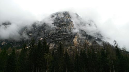 Low angle view of trees on mountain against sky