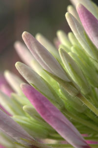 Close-up of plant