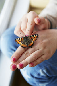 Close-up of hand holding butterfly