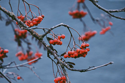 Sorbus in winter.