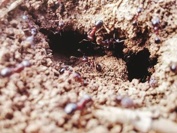 High angle view of ants on field