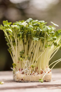 Close-up of leaf vegetable on table