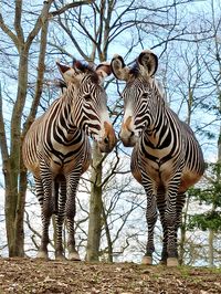 Zebras standing in zoo