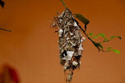 Close-up of wilted plant