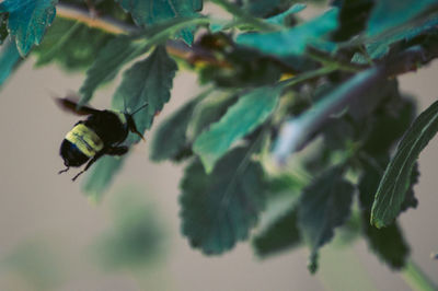 Close-up of bee pollinating