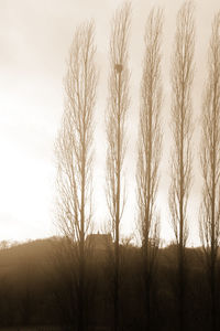 Silhouette trees on field against sky