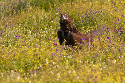 Dog on field