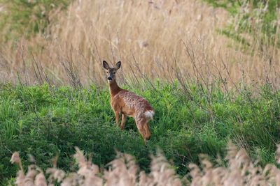 Portrait of deer on field