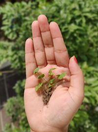 Close-up of hand holding plant