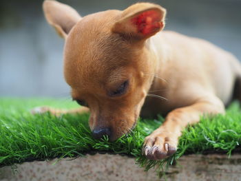 Close-up of a dog