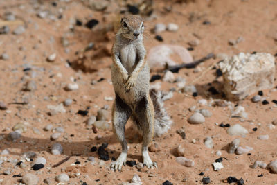Squirrel standing on field