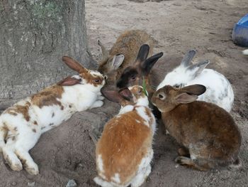 High angle view of sheep on field