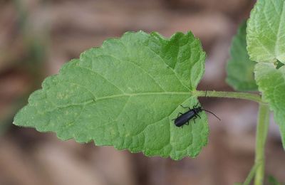 Close-up of insect on leaf