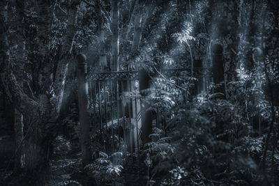 Trees in forest during winter