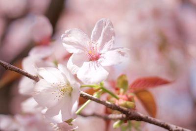 Close-up of cherry blossom