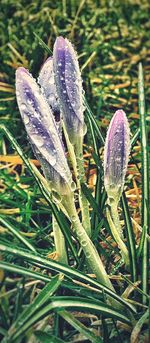 Close-up of plant against blurred background