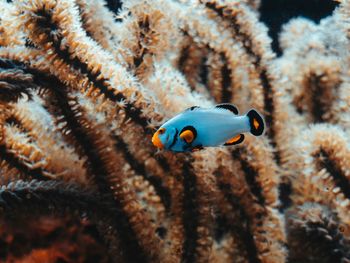 Close-up of fish underwater