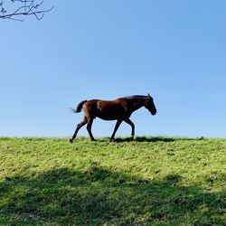 Horse on green field with blue sky