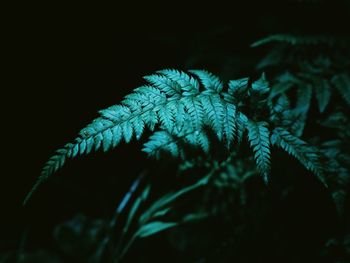 Close-up of plants at night