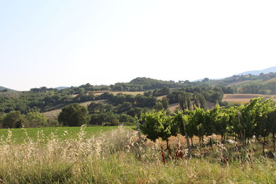 Scenic view of landscape against clear sky