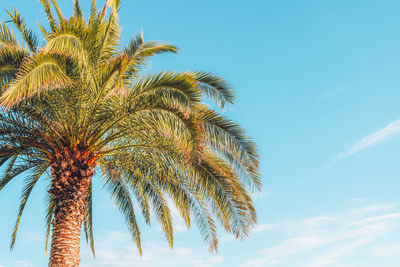 Tropical palm tree againt blue sky, copy space