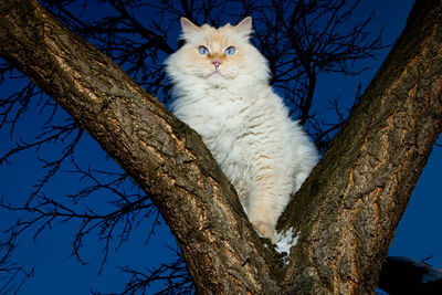 Low angle view of cat on tree against sky