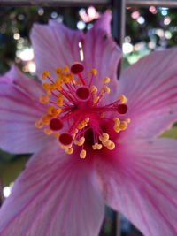 Close-up of pink flower