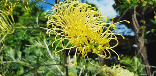 Close-up of yellow flowering plant