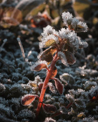 Close-up of frozen plant on field during winter