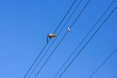 A possum climbing onto the electricity power lines cables.