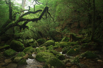 Moss growing on rocks in forest