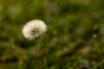 Close-up of dandelion flower on field