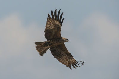 Low angle view of eagle flying in sky