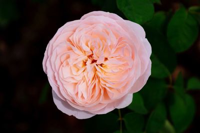 Close-up of pink rose