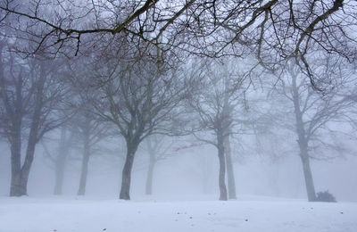 Snow covered trees in forest