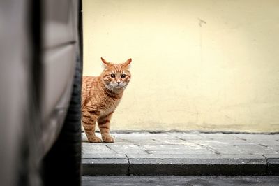 Portrait of cat