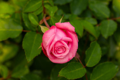 Close-up of pink rose