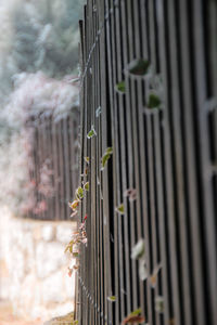 Close-up of plants