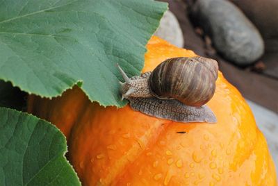 Close-up of snail on leaf