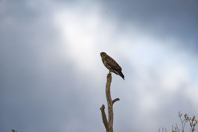 Low angle view of eagle perching on branch against sky