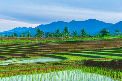 paddy field