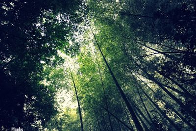 Low angle view of trees in forest