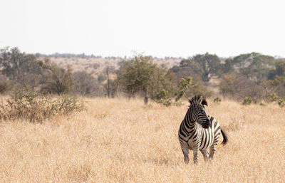 Zebras on grass