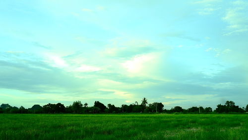 Scenic view of field against sky