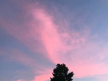 Low angle view of tree against sky during sunset