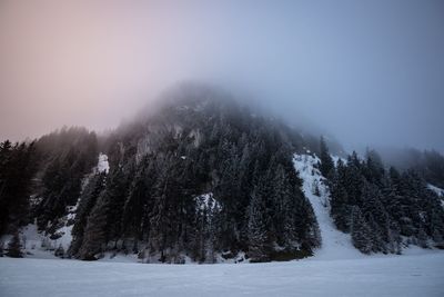 Trees on snow covered landscape against sky