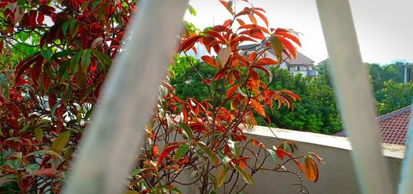 Low angle view of plant against sky