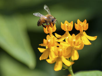 Bee pollinating on yellow flower