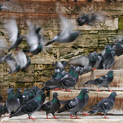 Flock of pigeons