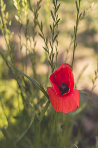 Close-up of red rose on field